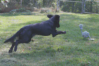 black dog jumping to catch rope toy