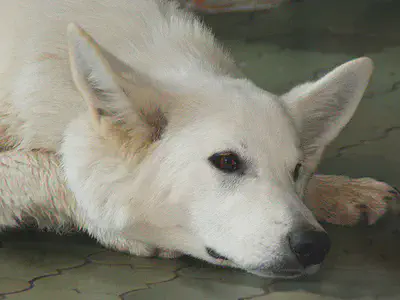 closeup of white dog that is laying its head on its paws